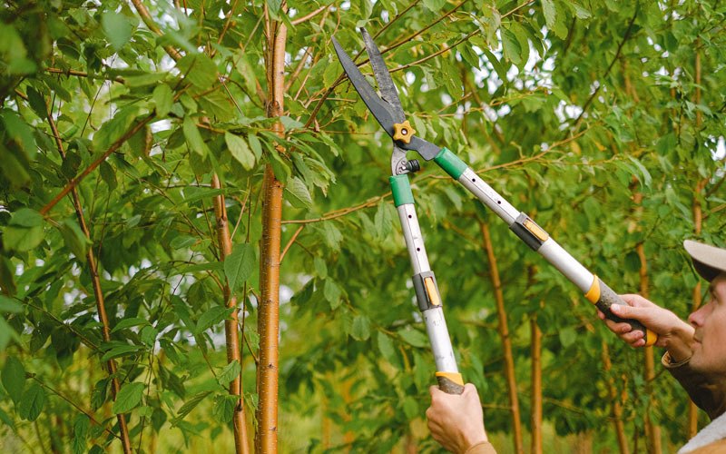 Tree trimming in La Place, IL